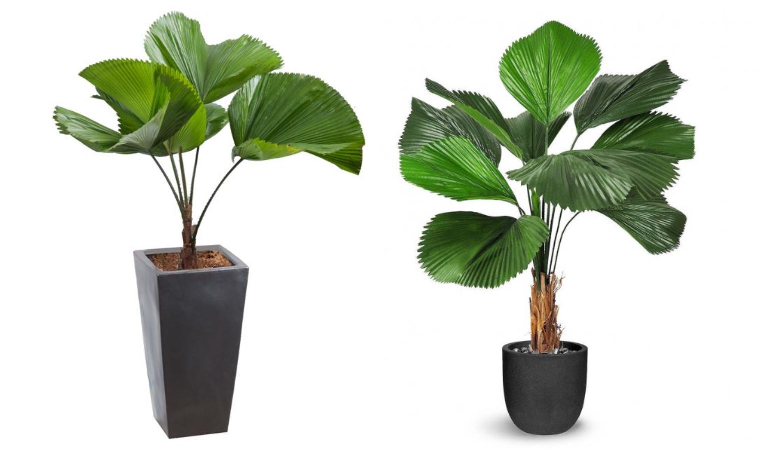 Tổng quan về cây Kè Nhật
